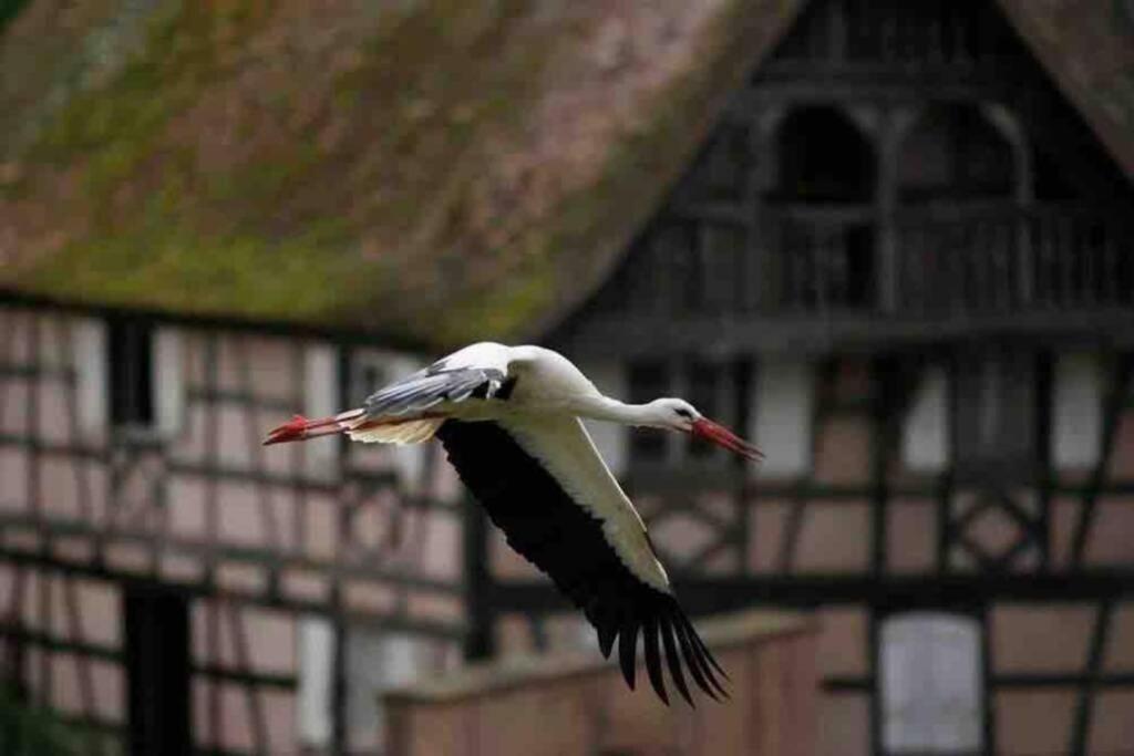 Apartmán Coeur Alsace Colmar Exteriér fotografie